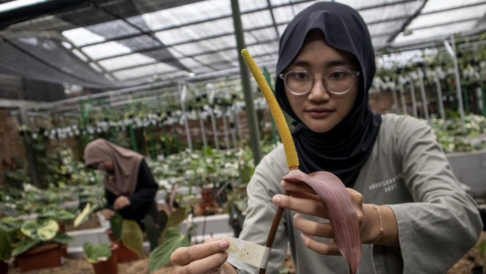 Tanaman Hias yang Dibudidayakan di Bandung Ini Tembus Pasar Mancanegara Pekerja menunjukkan tanaman hias jenis anturium di Art Garden Flowers, Parongpong, Kabupaten Bandung Barat, Jawa Barat, Kamis (9/1/2025). Art Garden Flowers membudidayakan berbagai jenis tanaman hias seperti anturium dan monstera yang dijual dengan harga Rp50 ribu hingga puluhan juta dan berhasil mengekspor sebanyak 500 sampai 4.000 buah tanaman hias per bulan ke negara kawasan Amerika dan Eropa. ANTARA FOTO/Abdan Syakura/foc.
