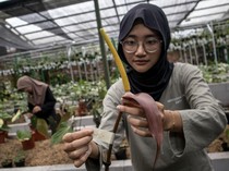 Intip Budi Daya Tanaman Hias di Bandung yang Tembus Pasar Ekspor