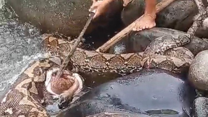Ular piton berukuran 9 meter mangsa sapi di Luwu Utara.