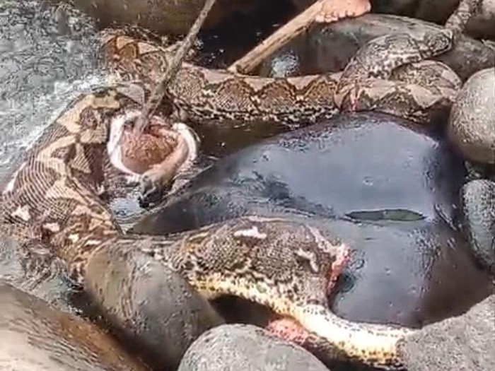 Ular piton berukuran 9 meter mangsa sapi di Luwu Utara.