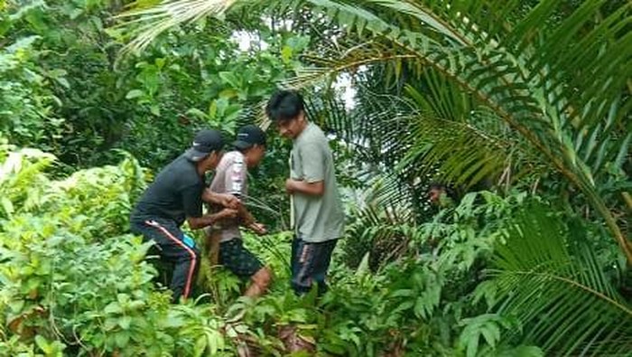 Warga menarik ular piton yang memangsa sapi di Luwu Utara.