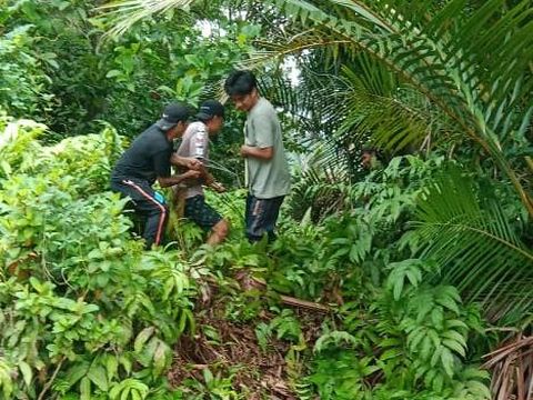 Warga menarik ular piton yang memangsa sapi di Luwu Utara.