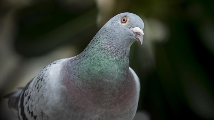 Burung