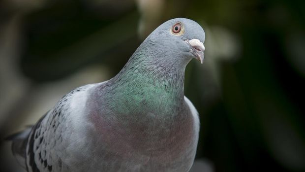 Burung