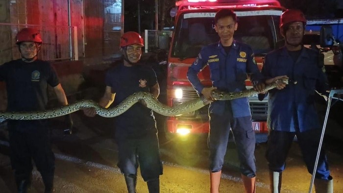 Damkar Parepare mengevakuasi ular piton 3 meter dari atas pohon.