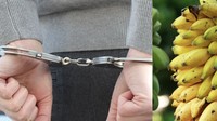 Duh! Ayah 3 Anak Ini Ketahuan Curi Pisang dan Dipenjara 3 Bulan
