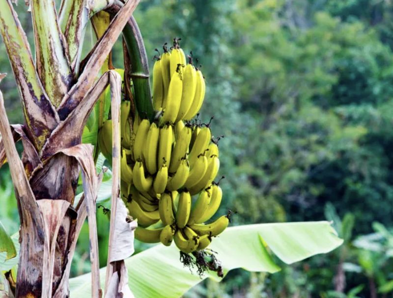 Duh! Ayah 3 Anak Ini Ketahuan Curi Pisang dan Dipenjara 3 Bulan