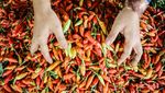 Harga Cabai Makin Pedas, di Palangka Raya Tembus Rp 100 Ribu/Kg