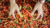 Harga cabai yang naik yakni, cabai tanjung dari harga Rp50 ribu menjadi Rp100 ribu per kilogram, cabai rawit dari Rp70 ribu menjadi Rp110 ribu per kilogram dan cabai hijau dari Rp30 ribu menjadi Rp70 ribu per kilogram. 