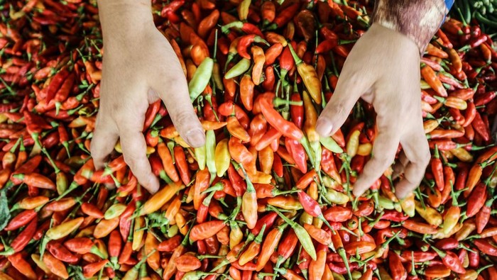 Harga Cabai Makin Pedas, di Palangka Raya Tembus Rp 100 Ribu/Kg Pedagang melayani pembeli cabai di Pasar Besar Palangka Raya, Kalimantan Tengah, Jumat (10/1/2025). Menurut pedagang, harga cabai di pasar tersebut mengalami kenaikan seperti cabai tanjung dari harga Rp50 ribu menjadi Rp100 ribu per kilogram, cabai rawit dari Rp70 ribu menjadi Rp110 ribu per kilogram dan cabai hijau dari Rp30 ribu menjadi Rp70 ribu per kilogram karena kurangnya pasokan. ANTARA FOTO/Auliya Rahman/nym.
