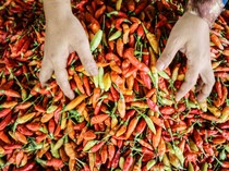 Harga Sembako Jatim Hari Ini, Cabai Keriting dan Rawit Naik