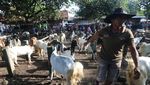 Duh! PMK Sapi Bikin Harga Kambing Turun
