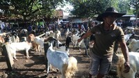Harga kambing di daerah itu turun hingga 30 persen, seperti kambing ukuran sedang yang normalnya Rp 2,5 juta hanya dihargai Rp 1,75 juta akibat menurunnya permintaan karena kekhawatiran wabah PMK sapi menular ke kambing. 