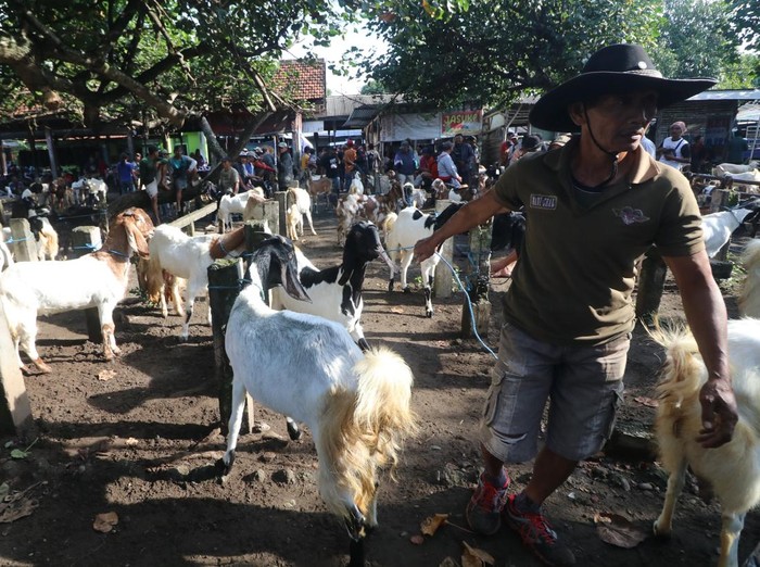 Harga kambing terdampak PMK sapi di Kota Kediri Pedagang menggiring kambing untuk dijual di Pasar Hewan Muning, Kota Kediri, Jawa Timur, Jumat (10/1/2025). Harga kambing di daerah itu turun hingga 30 persen, seperti kambing ukuran sedang yang normalnya Rp2,5 juta hanya dihargai Rp1,75 juta akibat menurunnya permintaan karena kekhawatiran wabah PMK sapi menular ke kambing. ANTARA FOTO/Prasetia Fauzani/nym.