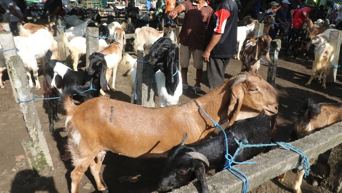 Harga kambing terdampak PMK sapi di Kota Kediri Pedagang menggiring kambing untuk dijual di Pasar Hewan Muning, Kota Kediri, Jawa Timur, Jumat (10/1/2025). Harga kambing di daerah itu turun hingga 30 persen, seperti kambing ukuran sedang yang normalnya Rp2,5 juta hanya dihargai Rp1,75 juta akibat menurunnya permintaan karena kekhawatiran wabah PMK sapi menular ke kambing. ANTARA FOTO/Prasetia Fauzani/nym.