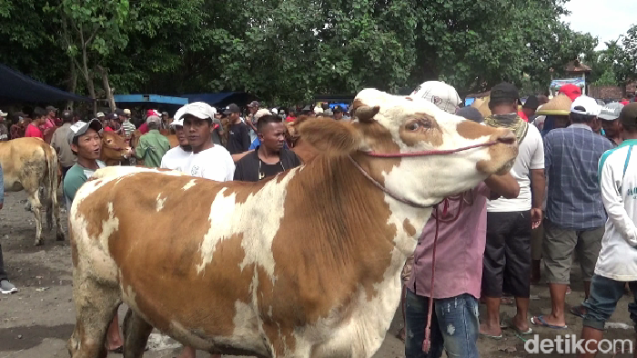 Harga sapi di Lumajang anjlok dampak PMK