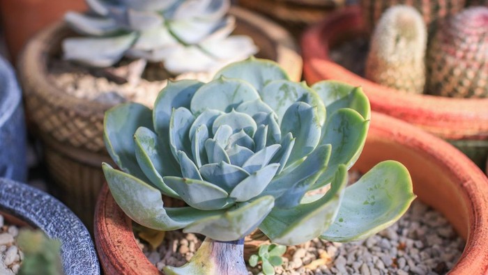 Kaktus Echeveria
