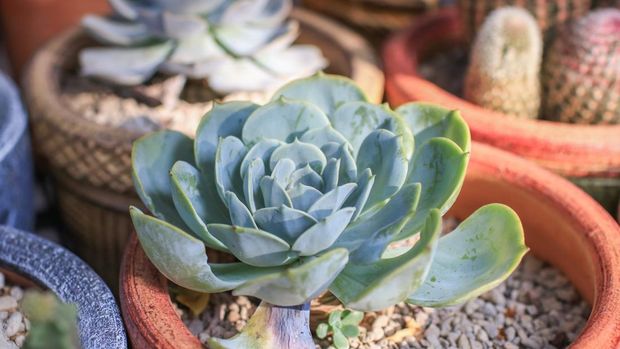 Kaktus Echeveria