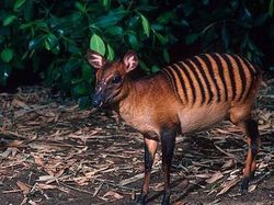 Kumpulan Hewan Aneh dan Langka yang Mungkin Kalian Belum Tahu
