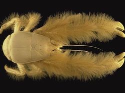 Kumpulan Hewan Aneh dan Langka yang Mungkin Kalian Belum Tahu