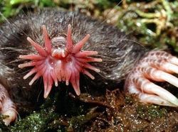 Kumpulan Hewan Aneh dan Langka yang Mungkin Kalian Belum Tahu