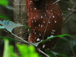 Kumpulan Hewan Aneh dan Langka yang Mungkin Kalian Belum Tahu