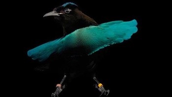 Lophorina, manulwaki atau cenderawasih kerah adalah genus burung dalam keluarga burung cendrawasih Paradisaeidae yang endemik di Papua, sebelumnya hanya berisi satu spesies, namun pada tahun 2017, berisi tiga spesies. Foto: Boredpanda