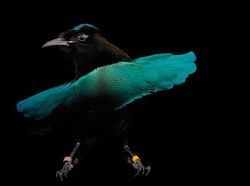 Kumpulan Hewan Aneh dan Langka yang Mungkin Kalian Belum Tahu