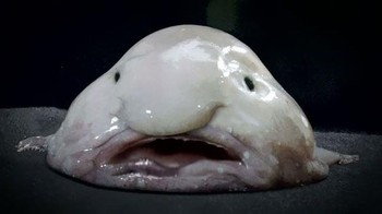 Psychrolutes marcidus atau dalam bahasa Inggris: smooth-head blobfish adalah ikan laut dalam dari famili Psychrolutidae. Mendiami perairan dalam lepas pantai daratan Australia dan Tasmania, ikan ini jarang terlihat oleh manusia. Foto: Boredpanda