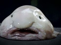 Kumpulan Hewan Aneh dan Langka yang Mungkin Kalian Belum Tahu