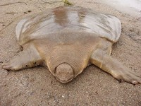 Kumpulan Hewan Aneh dan Langka yang Mungkin Kalian Belum Tahu