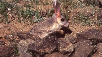 Gobi jerboa (Allactaga bullata) adalah hewan pengerat yang hidup di gurun dan padang rumput beriklim sedang di Tiongkok dan Mongolia. Hewan ini ditemukan oleh Glover Morrill Allen pada tahun 1925 Foto: Boredpanda