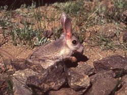 Kumpulan Hewan Aneh dan Langka yang Mungkin Kalian Belum Tahu