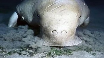 Duyung atau dugong adalah sejenis mamalia laut yang merupakan salah satu anggota Sirenia atau sapi laut yang masih bertahan hidup selain manatee dan mampu mencapai usia 22 sampai 25 tahun. Duyung bukanlah ikan karena menyusui anaknya dan masih merupakan kerabat evolusi dari gajah. Foto: Boredpanda