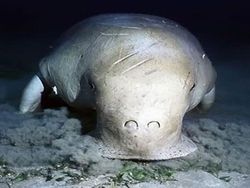 Kumpulan Hewan Aneh dan Langka yang Mungkin Kalian Belum Tahu