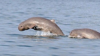 Pesut mahakam adalah sejenis hewan mamalia yang sering disebut lumba-lumba air tawar yang berstatus terancam punah. Pesut ini dinamakan pesut mahakam karena banyak ditemukan di perairan Sungai Mahakam, tetapi kalangan peneliti barat lebih mengenal hewan ini dengan nama Irrawaddy Dolphin.  Foto: Boredpanda