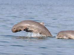 Kumpulan Hewan Aneh dan Langka yang Mungkin Kalian Belum Tahu