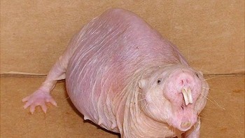 Tikus tanah telanjang, juga dikenal sebagai anak anjing gurun, adalah sejenis hewan pengerat penggali yang dapat ditemukan di Tanduk Afrika dan beberapa bagian Kenya, terkhususnya di bagian-bagian Somali. Foto: Boredpanda