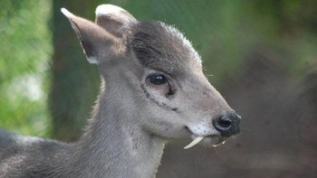 Rusa berumbai adalah sebuah spesies rusa kecil yang dicirikan dengan rumbai rambut hitam yang mencolok di dahinya, dan gigi taring yang panjang pada jantannya. Foto: Boredpanda