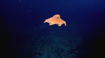 Grimpoteuthis adalah genus dari gurita cirrata yang tinggal di zona pelagik, dikenal juga sebagai Gurita Dumbo. Foto: Boredpanda