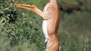 Gerenuk, juga disebut gazel jerapah adalah sejenis antelop yang ditemukan di Tanduk Afrika dan kawasan Danau Besar di Afrika Timur. Foto: Boredpanda