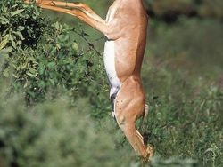 Kumpulan Hewan Aneh dan Langka yang Mungkin Kalian Belum Tahu