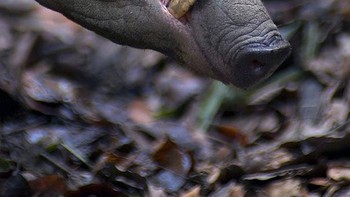 Babi rusa atau babirusa (Babyrousa) adalah marga binatang yang termasuk kerabat babi liar, bertaring panjang yang mencuat dan melengkung di atas moncongnya, hidup berkelompok di sekitar daerah rawa-rawa dan semak-semak. Foto: Boredpanda