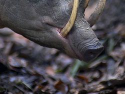 Kumpulan Hewan Aneh dan Langka yang Mungkin Kalian Belum Tahu