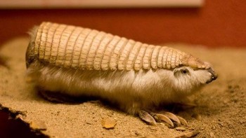 Pink Fairy Armadillo, atau yang juga dikenal sebagai Chlamyphorus truncatus, adalah jenis armadillo yang unik dan langka yang dapat ditemukan di dataran tinggi Argentina. Foto: Boredpanda