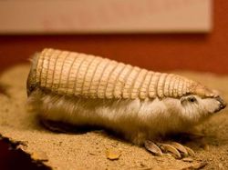 Kumpulan Hewan Aneh dan Langka yang Mungkin Kalian Belum Tahu