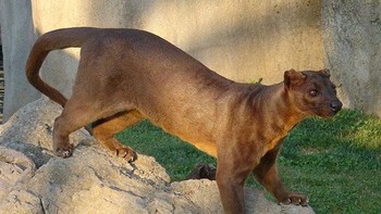Fosa adalah karnivora mamalia endemik di Madagaskar. Hewan ini adalah anggota dari Eupleridae, sebuah keluarga dari ordo Carnivora yang berkaitan erat dengan Musang. Foto: Boredpanda