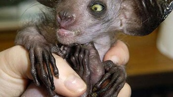 Aye-aye adalah hewan endemik Pulau Madagaskar yang menjadi primata noktural terbesar di dunia. Pada awalnya, penampilan aye-aye yang tidak biasa membuatnya diklasifikasikan sebagai hewan pengerat dibandingkan hewan primata. Foto: Boredpanda