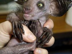 Kumpulan Hewan Aneh dan Langka yang Mungkin Kalian Belum Tahu