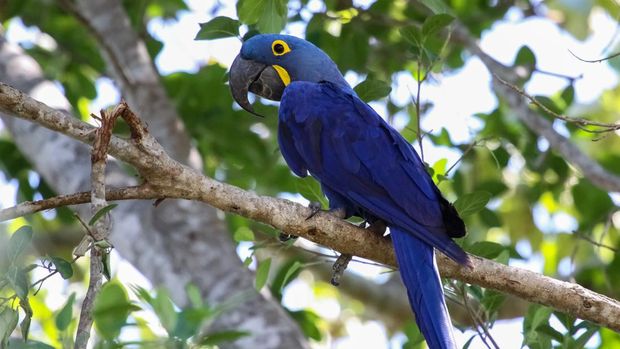 Macaw Hyacinth